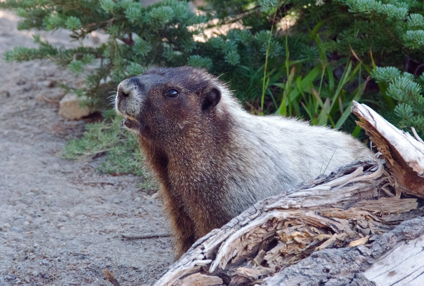 A cute marmot wandered onto the trail (leading to First Burroughs).