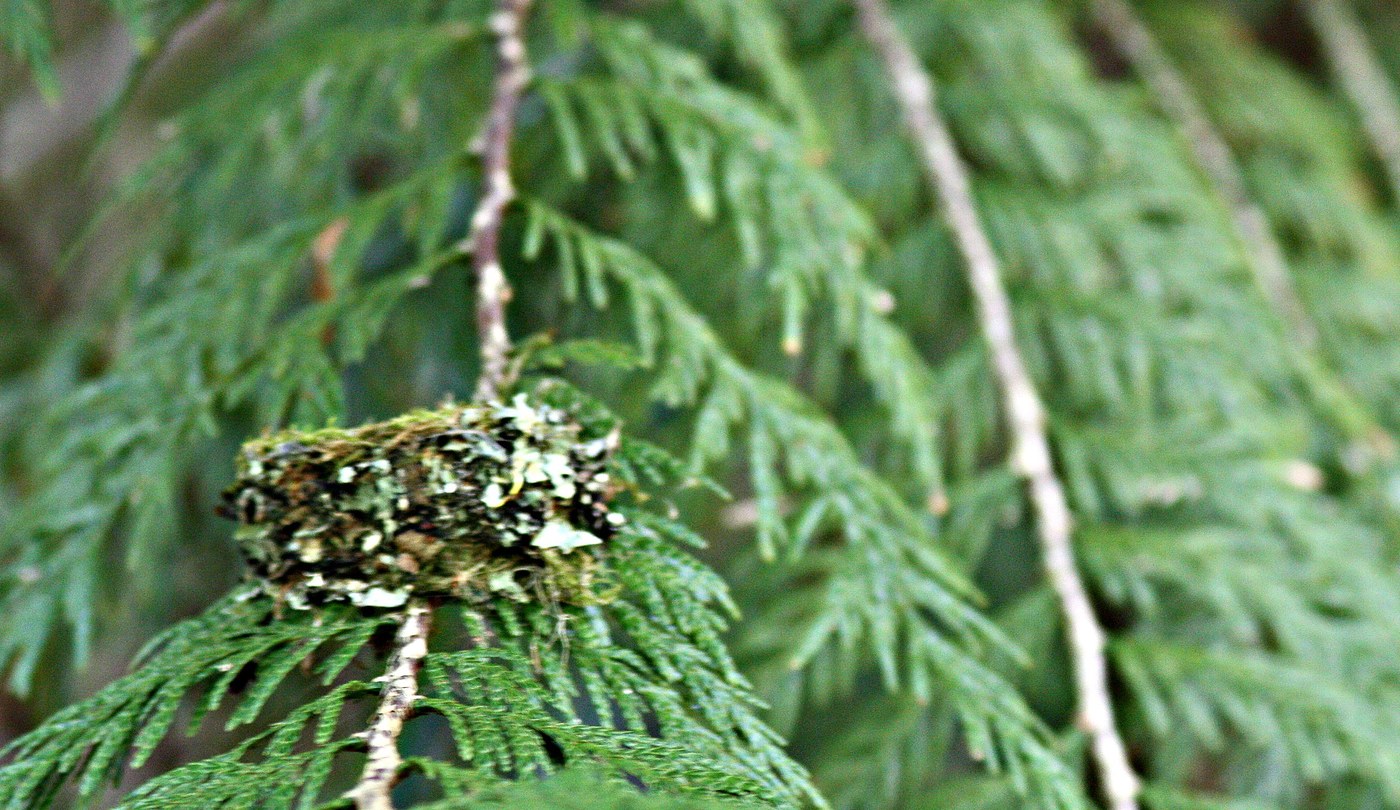 old Anna's hummingbird nest