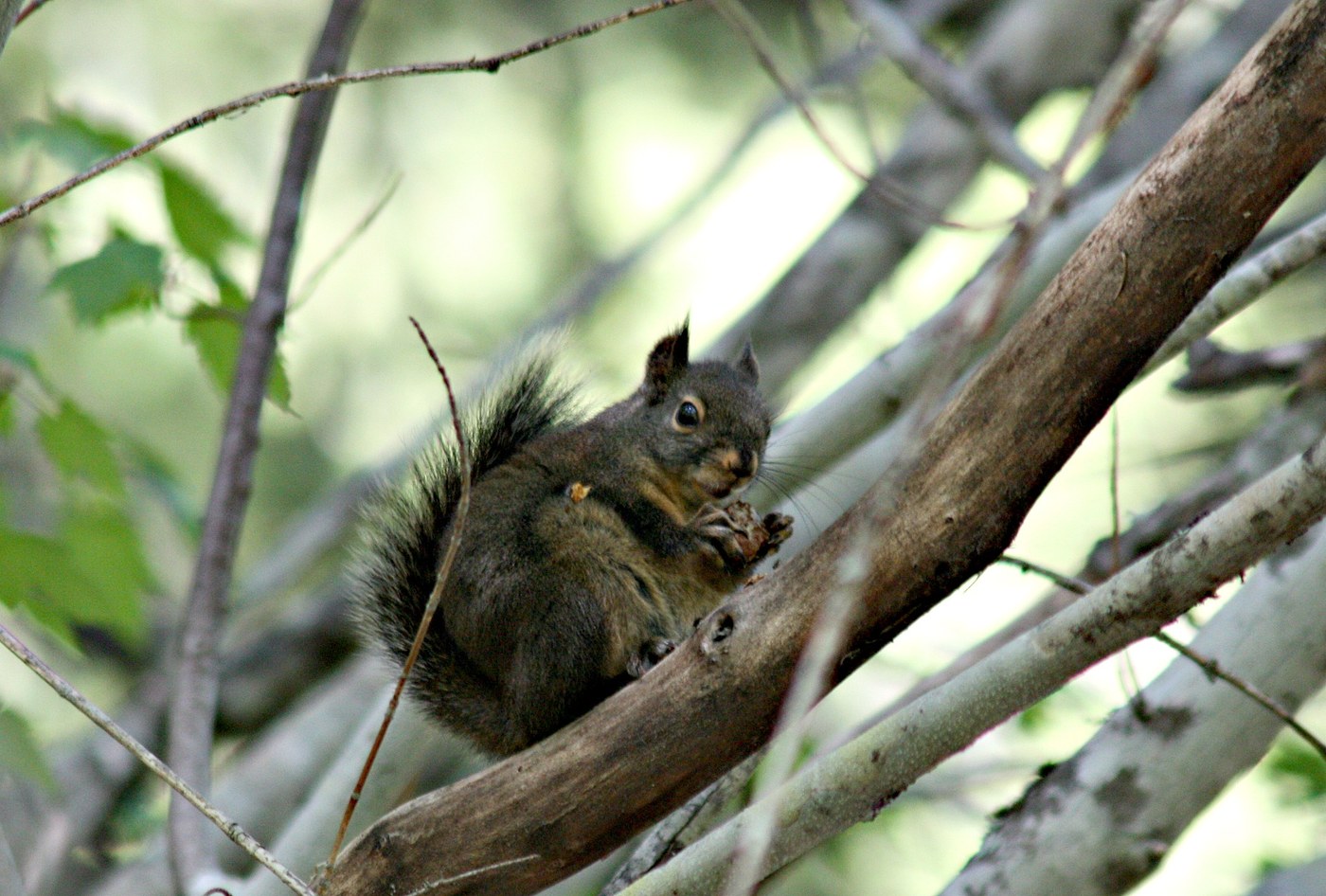 Douglas's squirrel