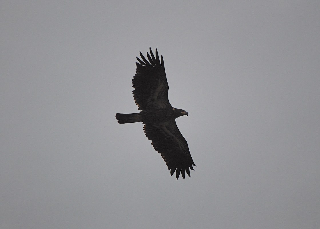 Many raptors take advantage of the updrafts over the bluff.