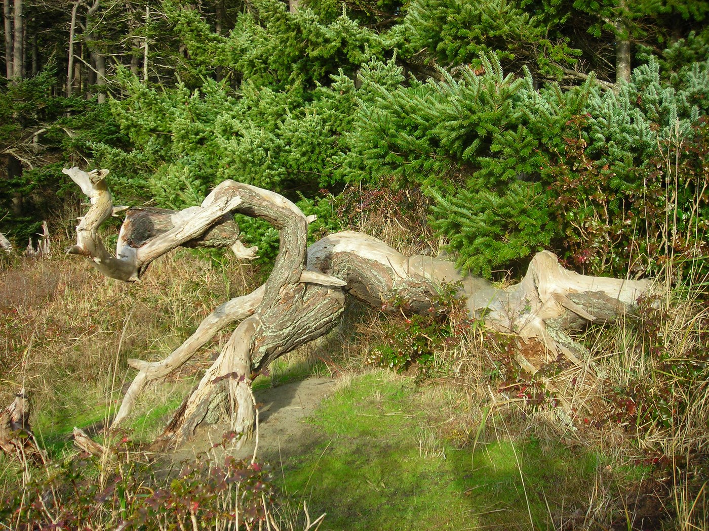 gnarled old tree, future driftwood