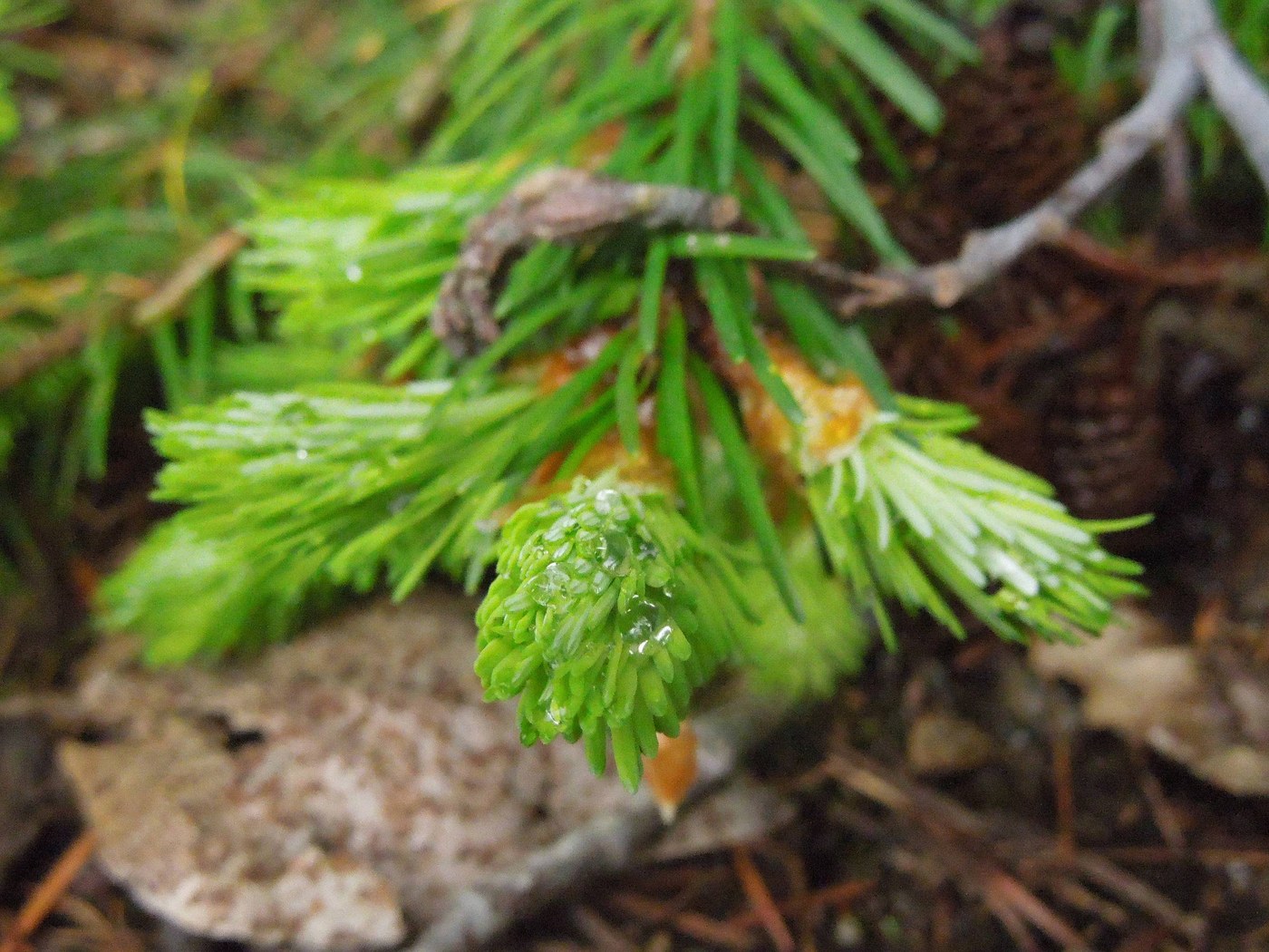 Evidence of Douglas fir infestation