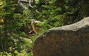 Mountain Goat near the lake