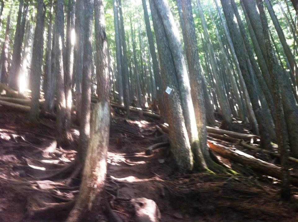 A small glimpse at the trail through the forest
