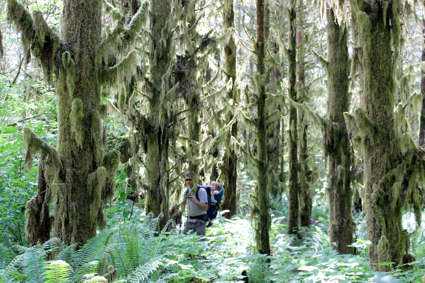 Forest Moon of Endor