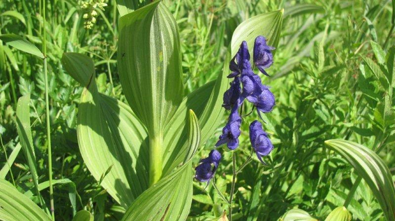 Monkshood was used by Alutiiq of Alaska to poison the tips of harpoons for whaling.