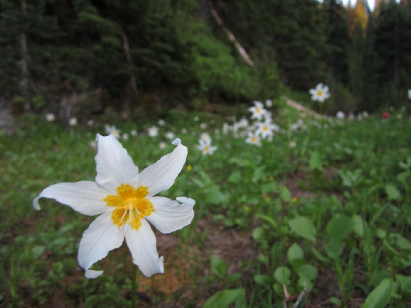 Avalanche Lilies along the trail