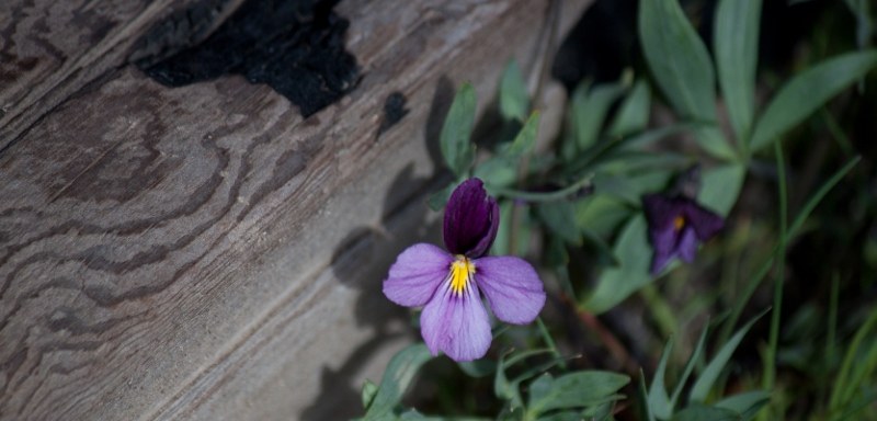 Sagebrush violet