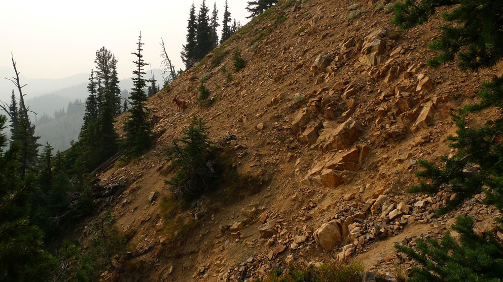 Section of Amercian Ridge just before reaching Masatchee Creek trail by rnnrgrl