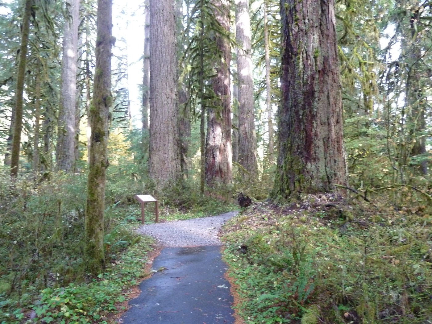 Some of the old growth trees.