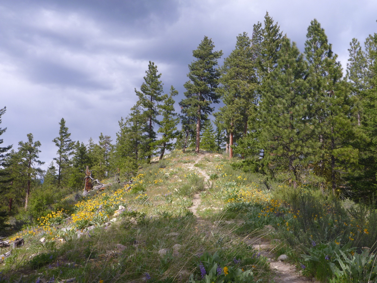 Sauer Mountain — Washington Trails Association