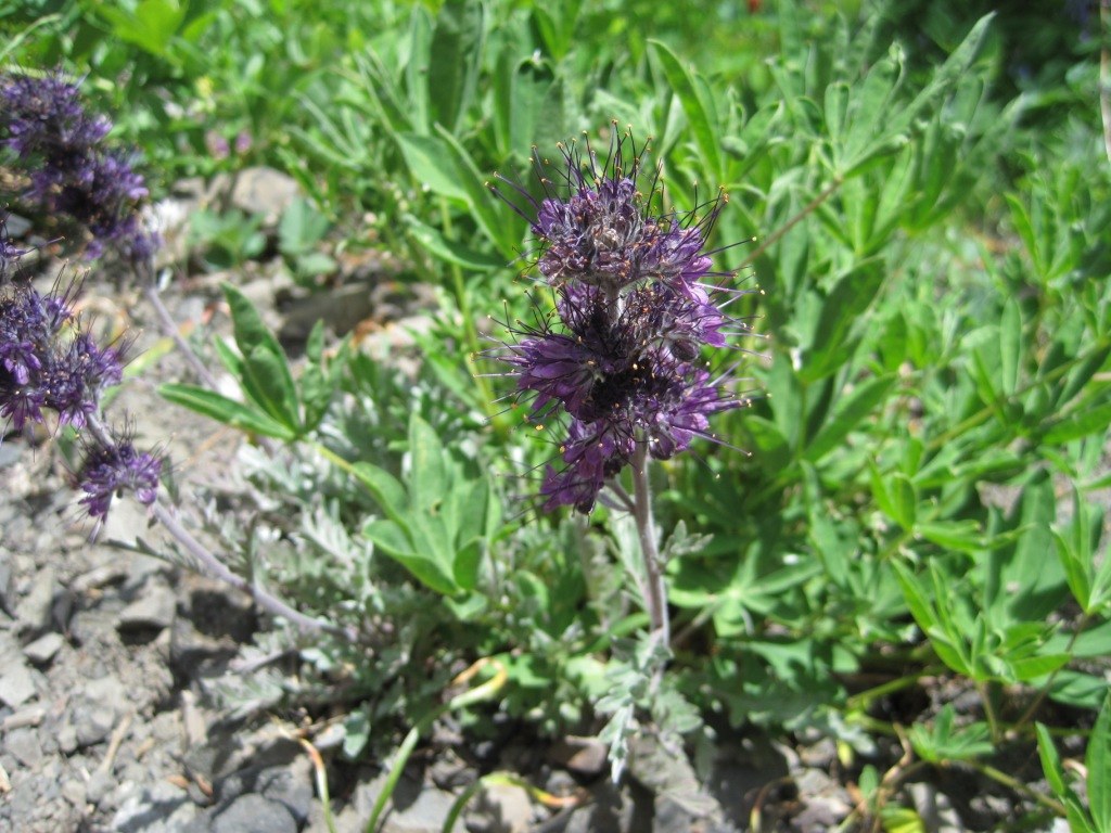 Silky phacelia (photo by Riri).