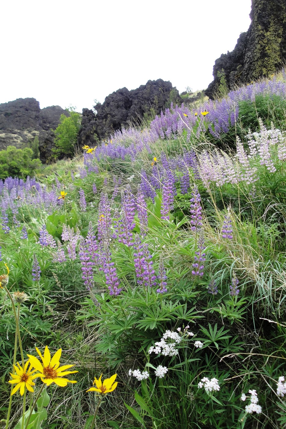 Lovely garden of lupin. c Kim Hull