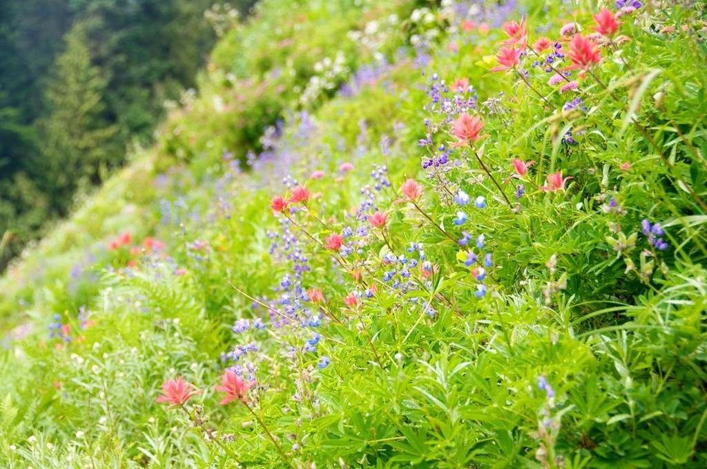 Wildflower display