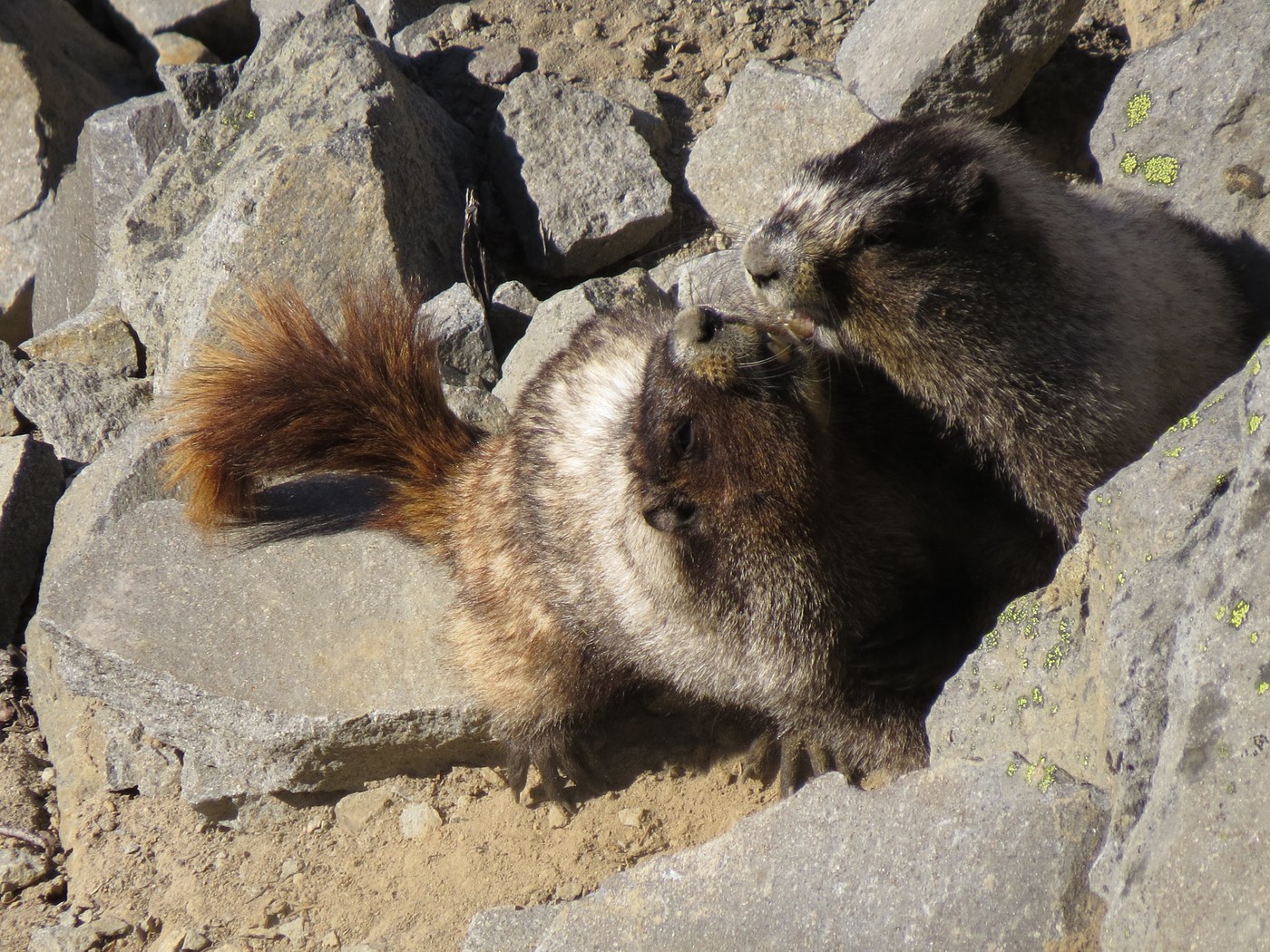 I could watch them play all DAY long!