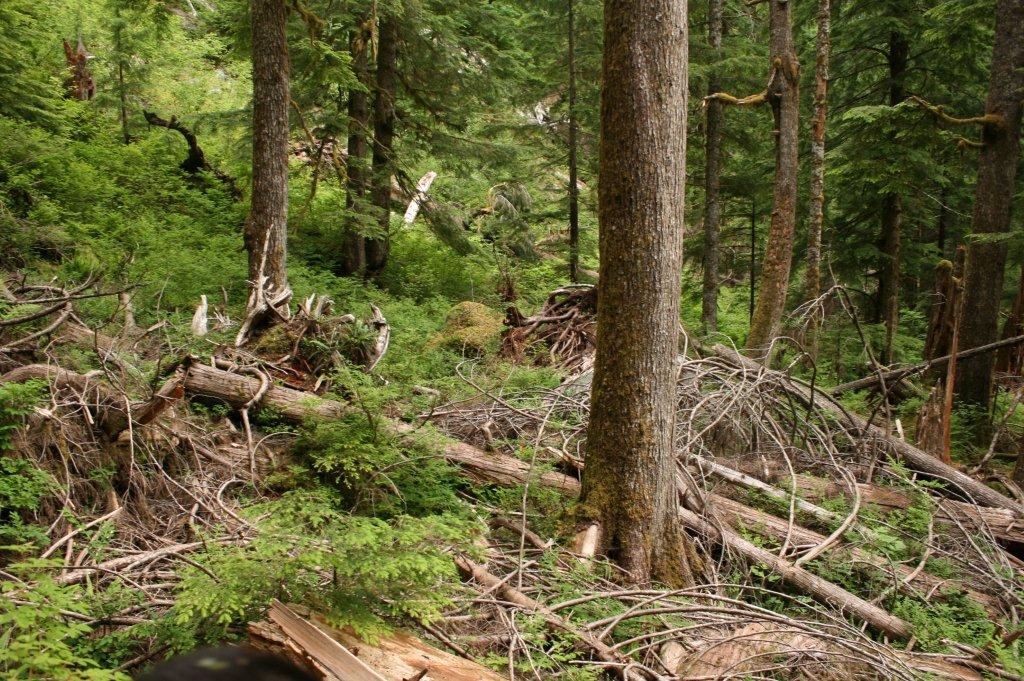 Tin Cup Joe Falls — Washington Trails Association