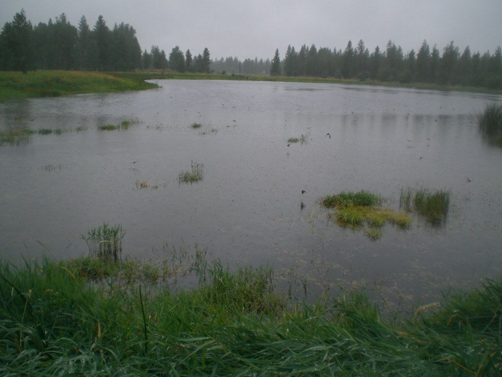 It's a little hard to see them in this picture, but the swallows (100s of them!) were swooping over the water--catching bugs, perhaps?