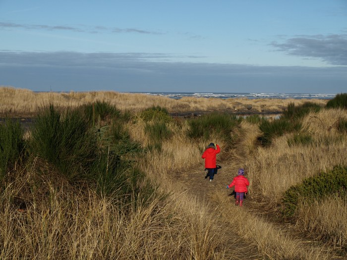 Tiny Christmas trees live among the grassy dunes. Photo by Jon Stier.