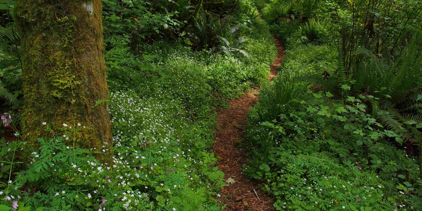 Trail between the two Echo Mountains