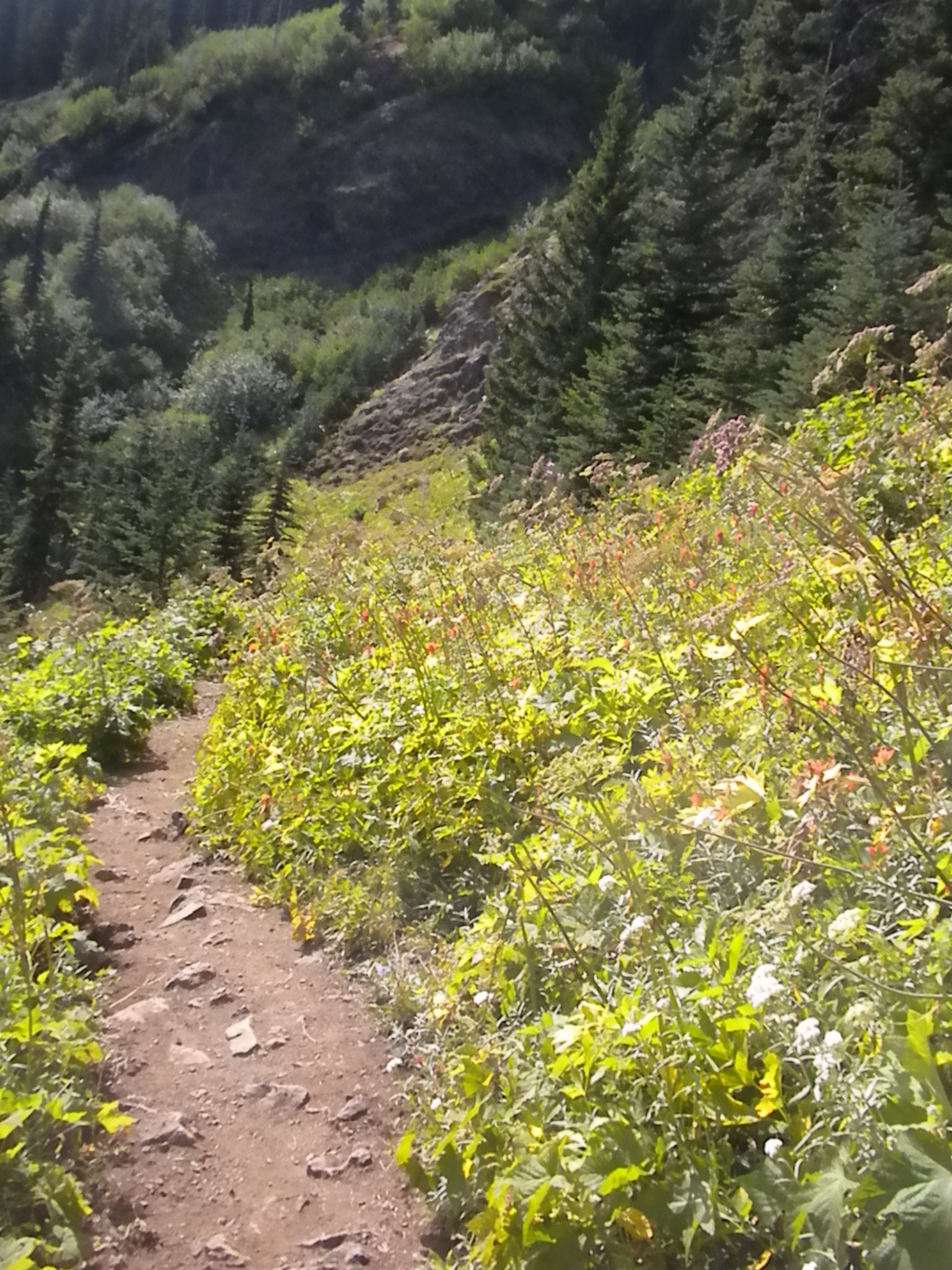 Mt Townsend — Washington Trails Association