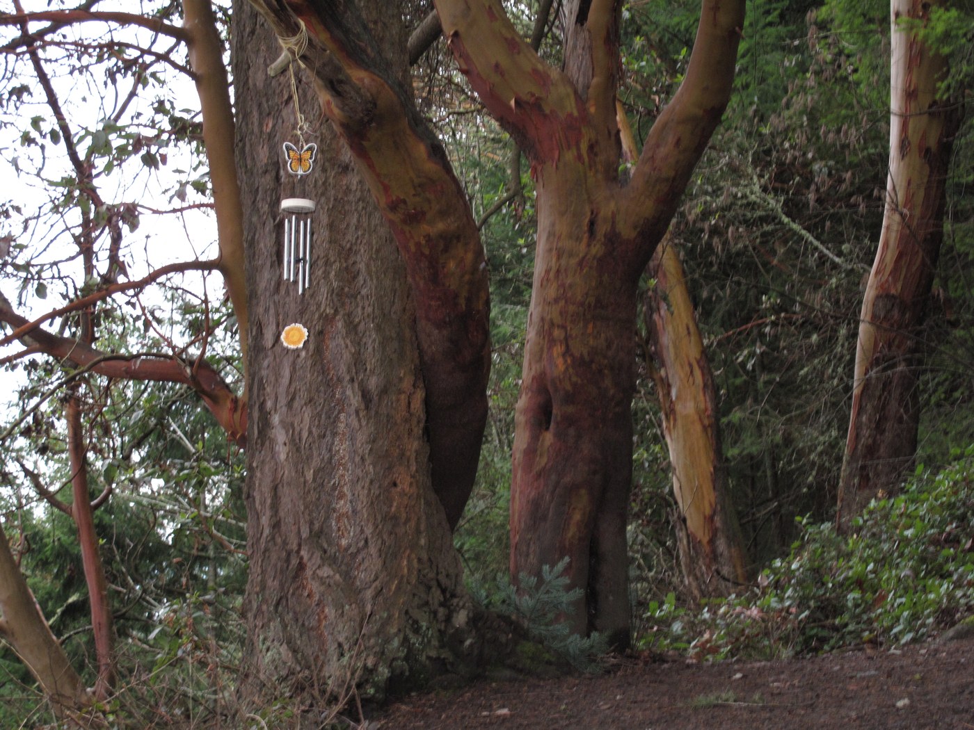 the forest gnome's "musical" addition to the De Leo wall view point - a butterfly wind chime - top left