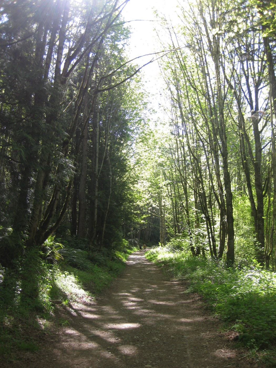 Nice wide trails :D