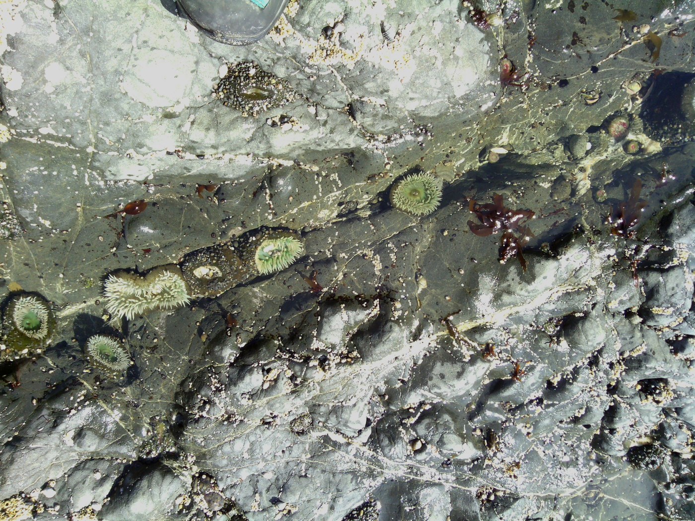 Sea life in tide pools.