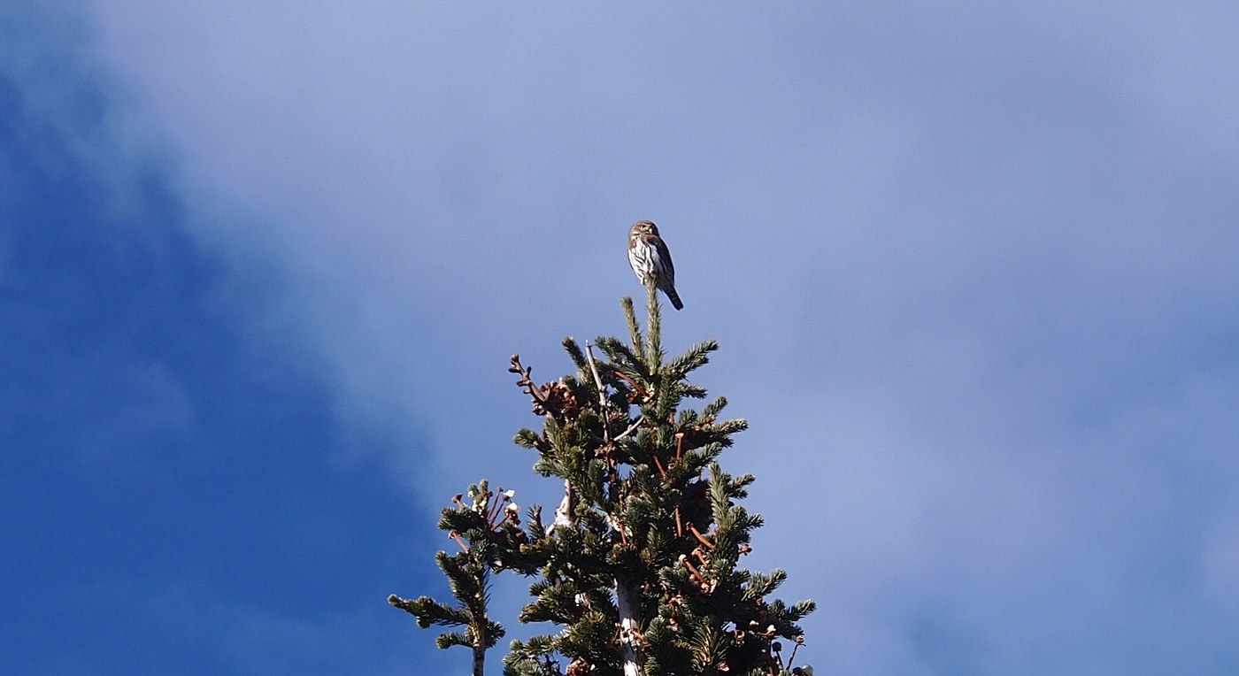 Northern Pygmy Owl