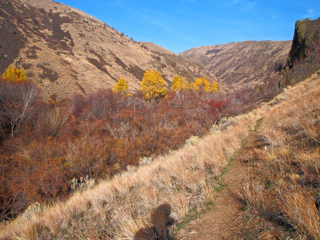 Nearing a beautiful aspen grove. The sheep were on the ridge to the right of the rock.