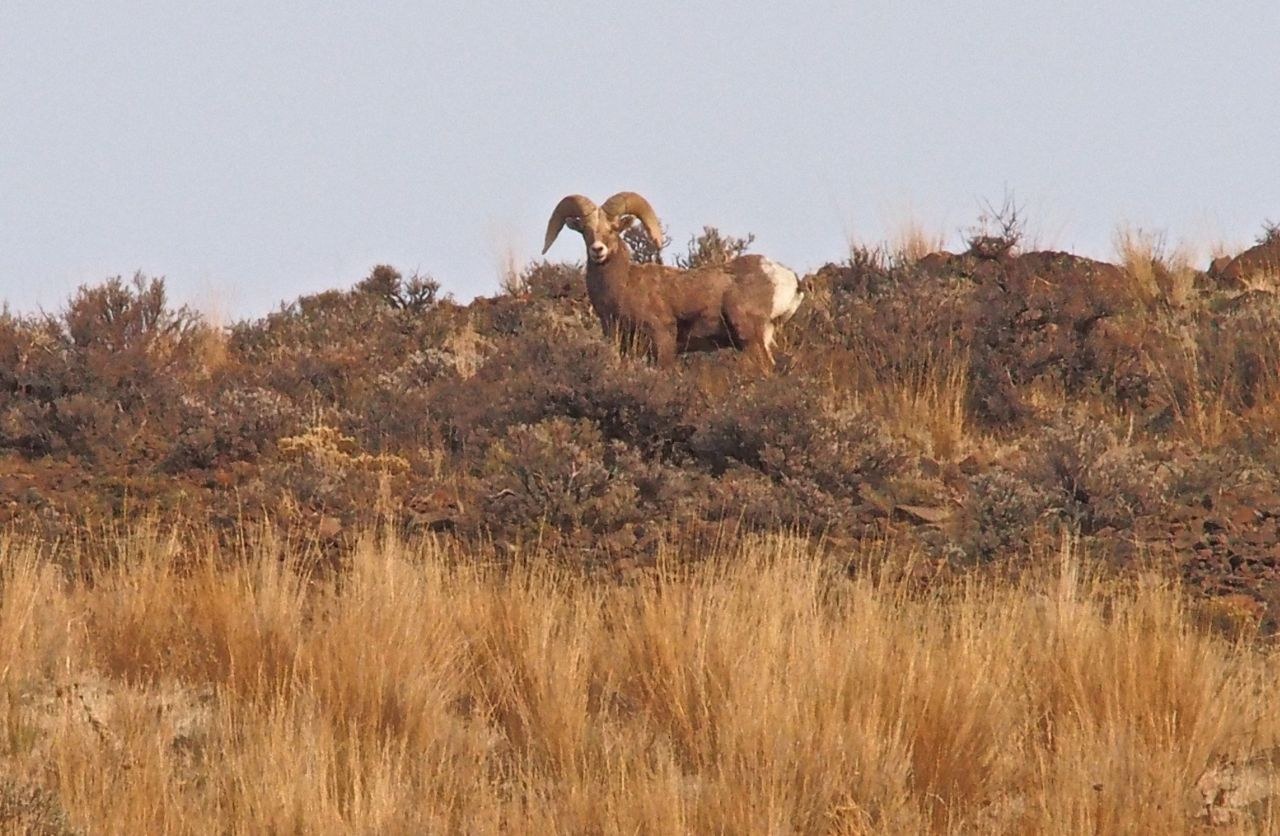 The ram Bob "shot" with his camera!