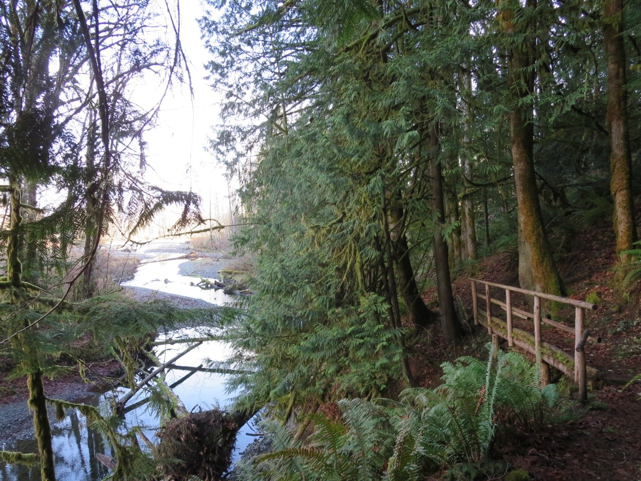 Maple Valley trail and Dosewallips River