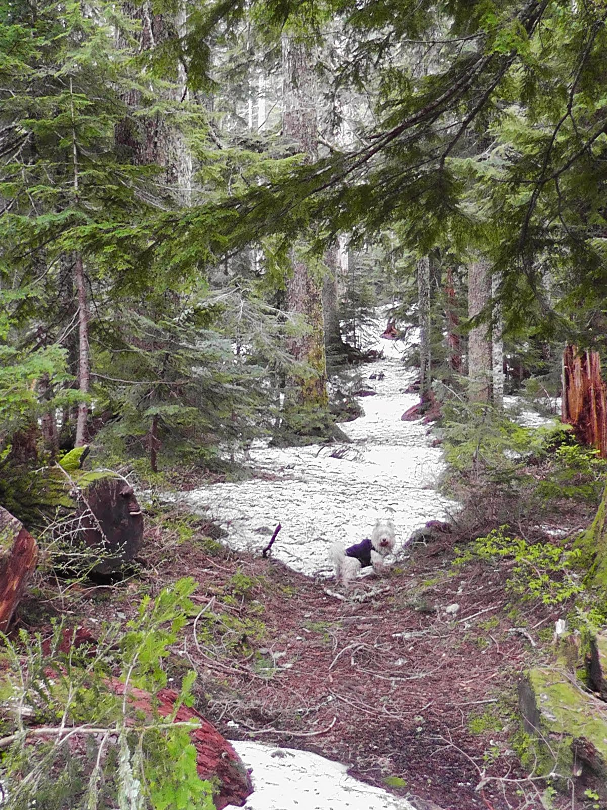 Goat Flats — Washington Trails Association