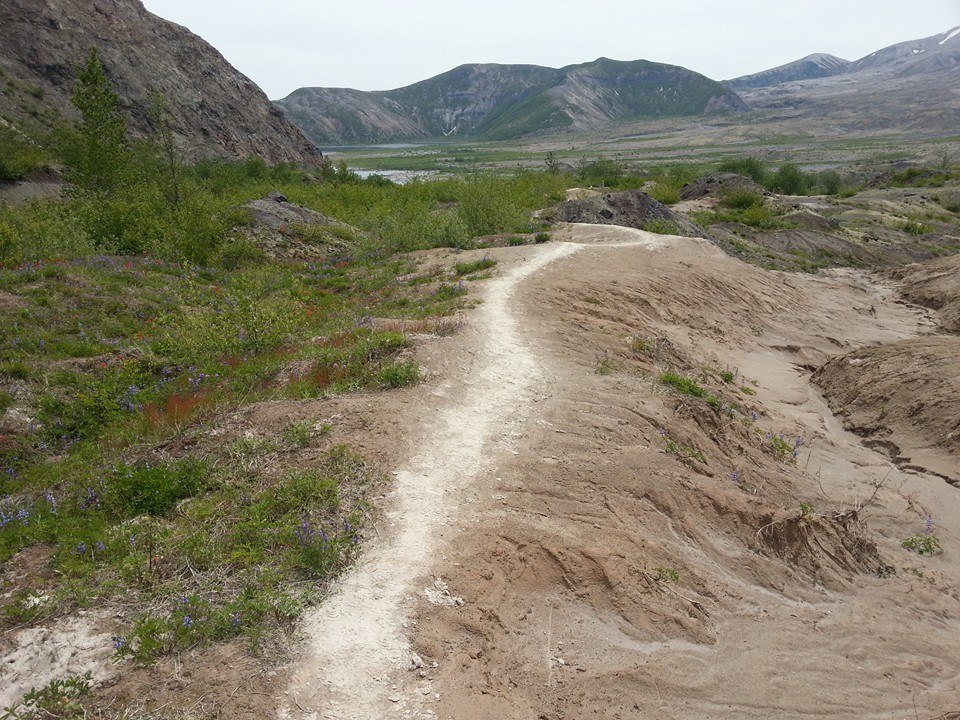 Big difference on eitherside of the trail... Flowers to the left, ash to the right.