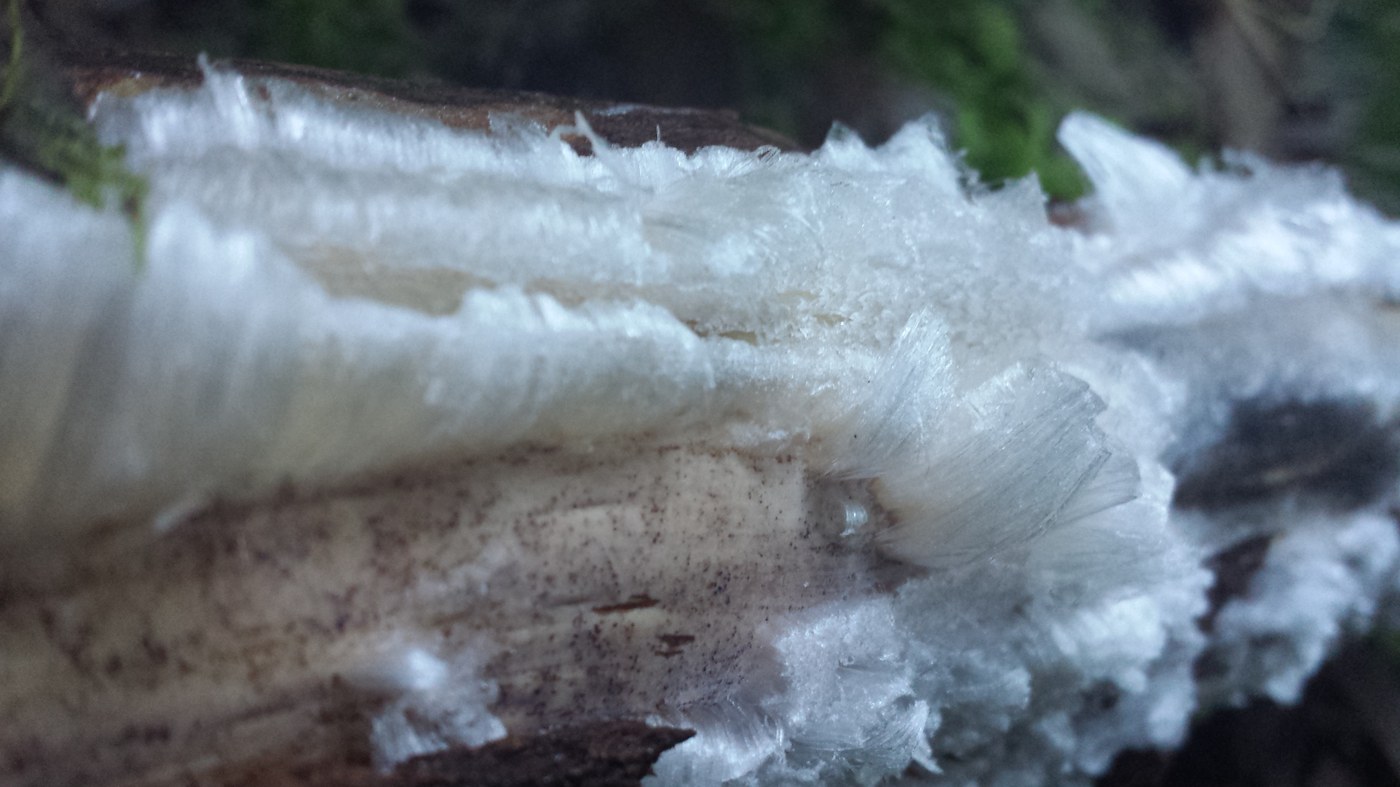 Hoar frost. photo by Jeb