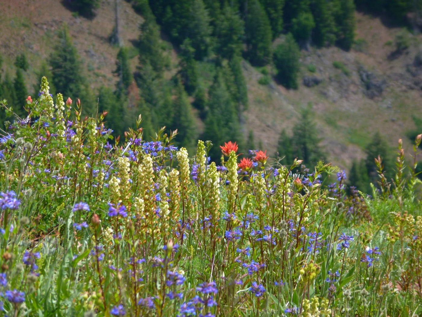 Wildflowers just starting to bloom along the ridge heading to Oregon Butte - Rick Merrill