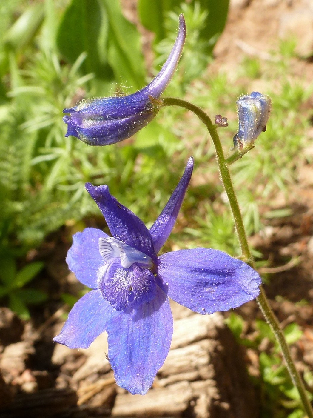 Upland larkspur along the trail near Oregon Butte Spring - Rick Merrill