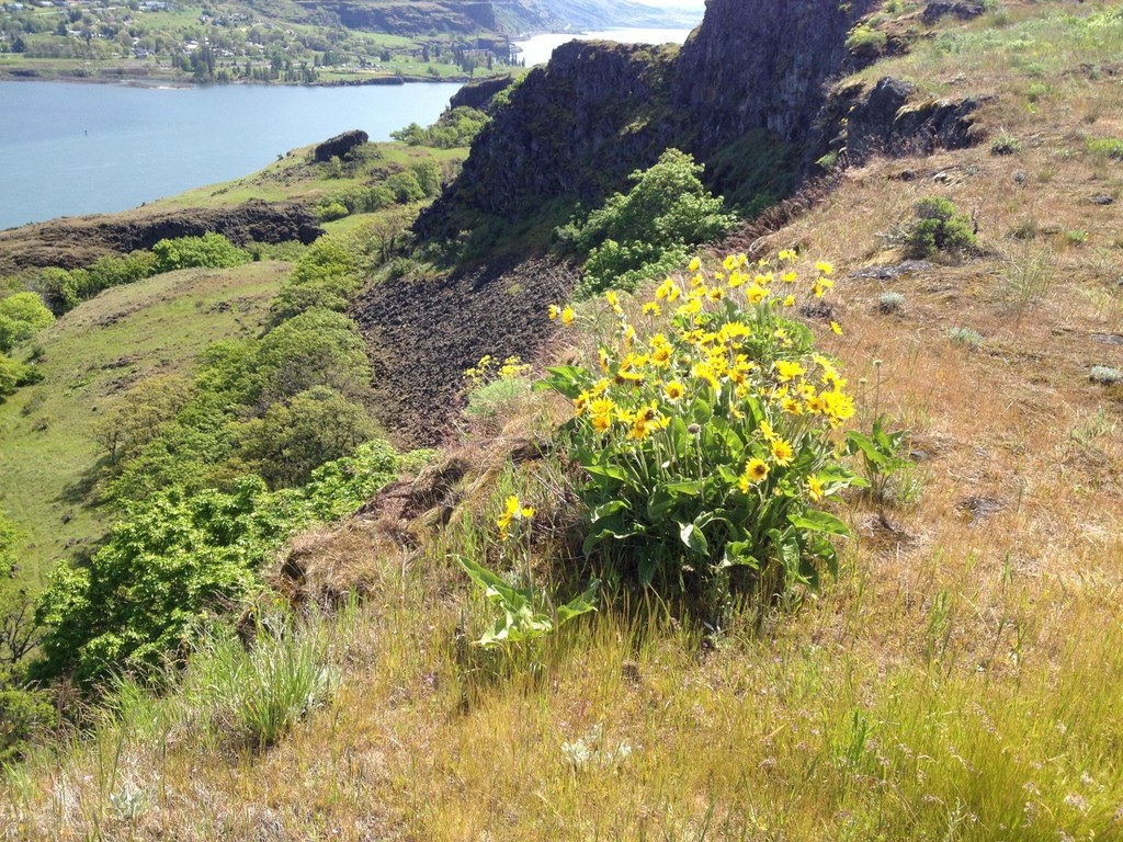 Balsamroot highlighting the contrasting features of the Rowena Plateau.