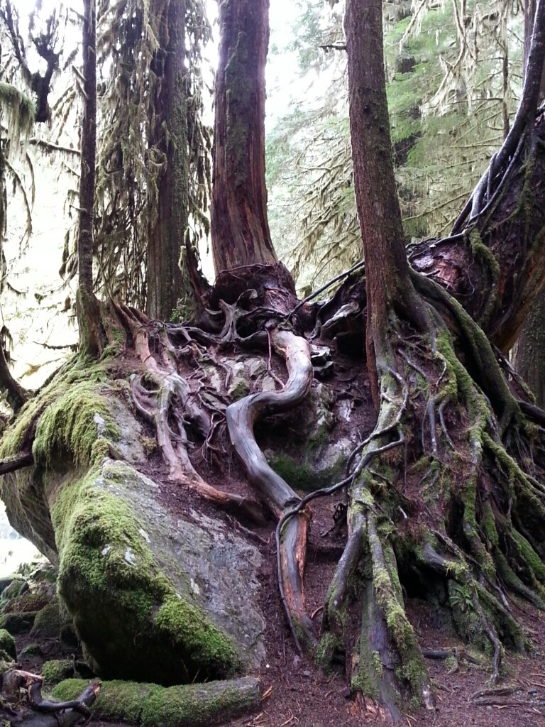 Amazing nursery log...