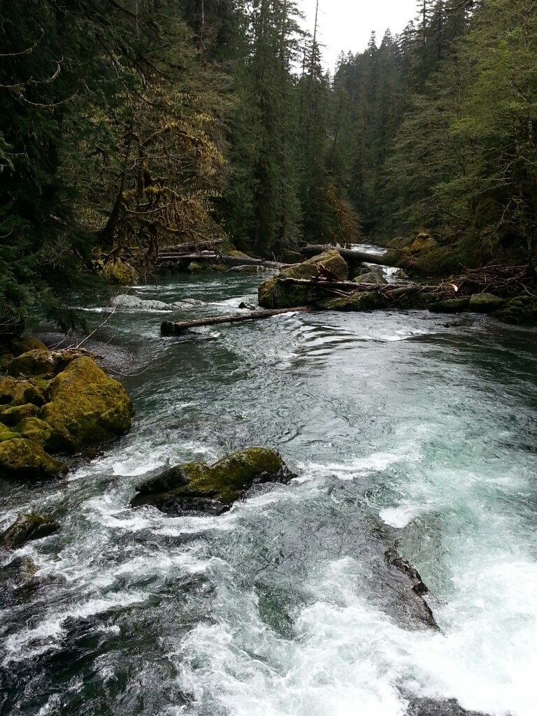 Beautiful North Fork of Skokomish River..