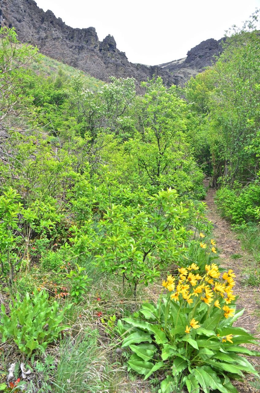 Trail entering a brushy area where we crossed the only part of the creek with water