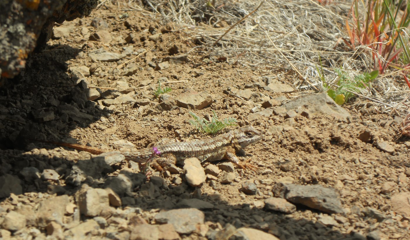 A coy little lizard who was very patient with everyone's camera. Photo by nwroth.