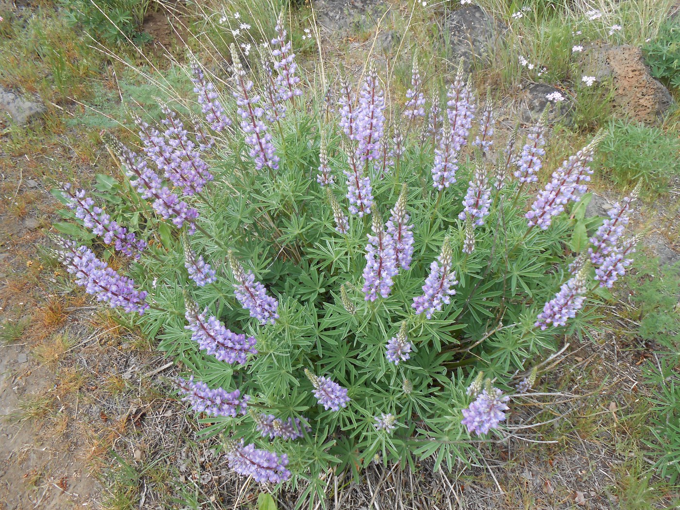 So much gorgeous, fragrant lupine. Photo by nwroth.