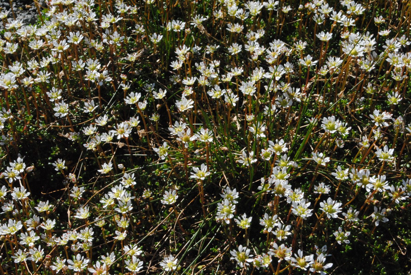 Wildflowers