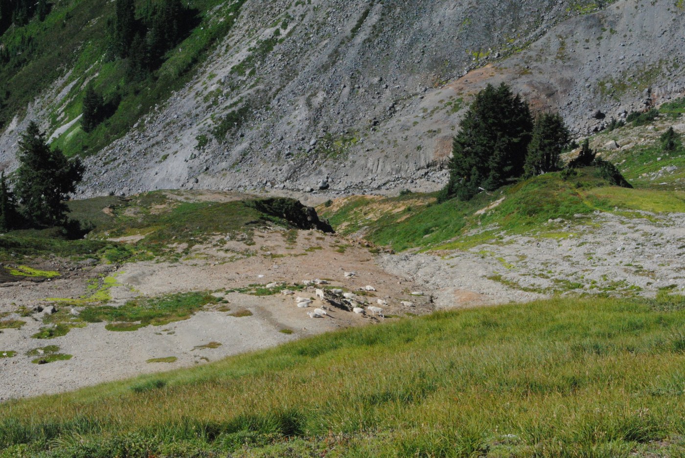 Mountain Goats