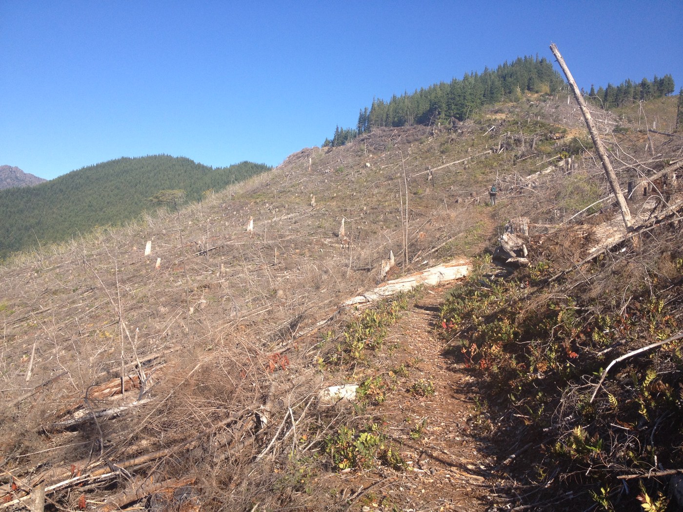 ugly clearcut