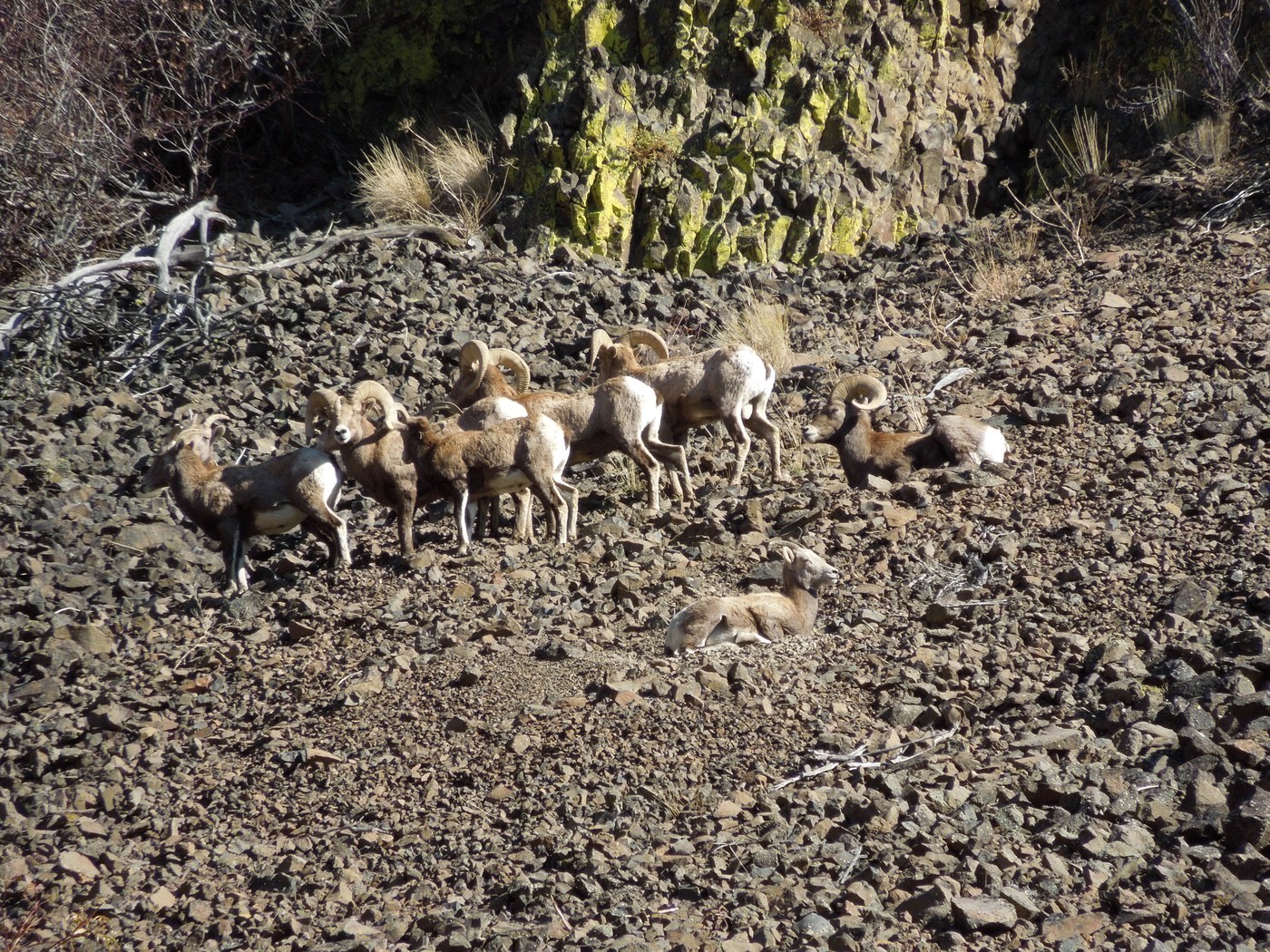 mountain sheep herd