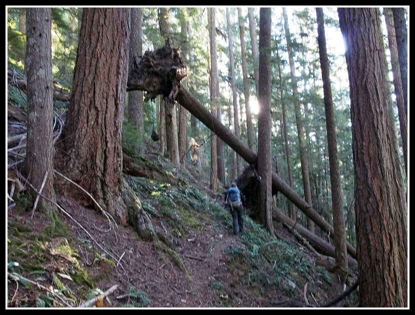 Upside Down Tree