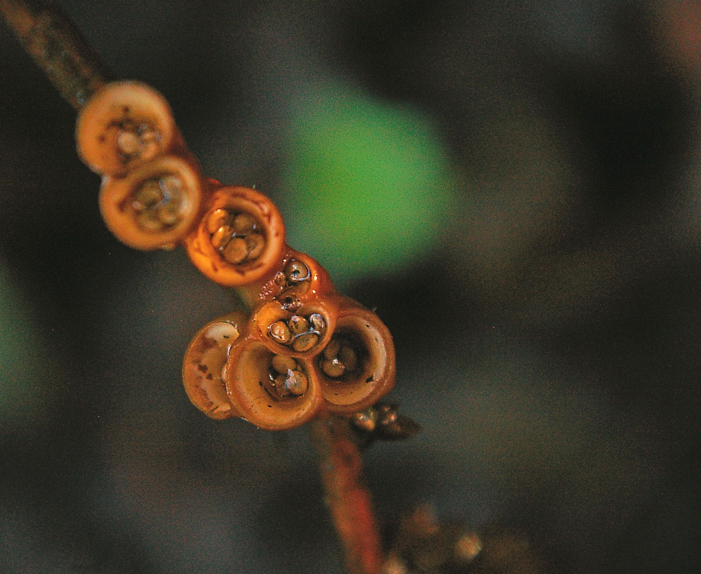 Bird's nest fungus