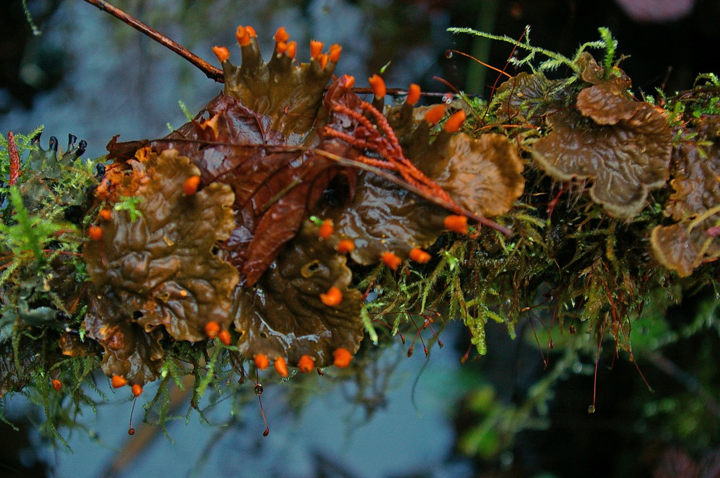 Frog pelt fungus