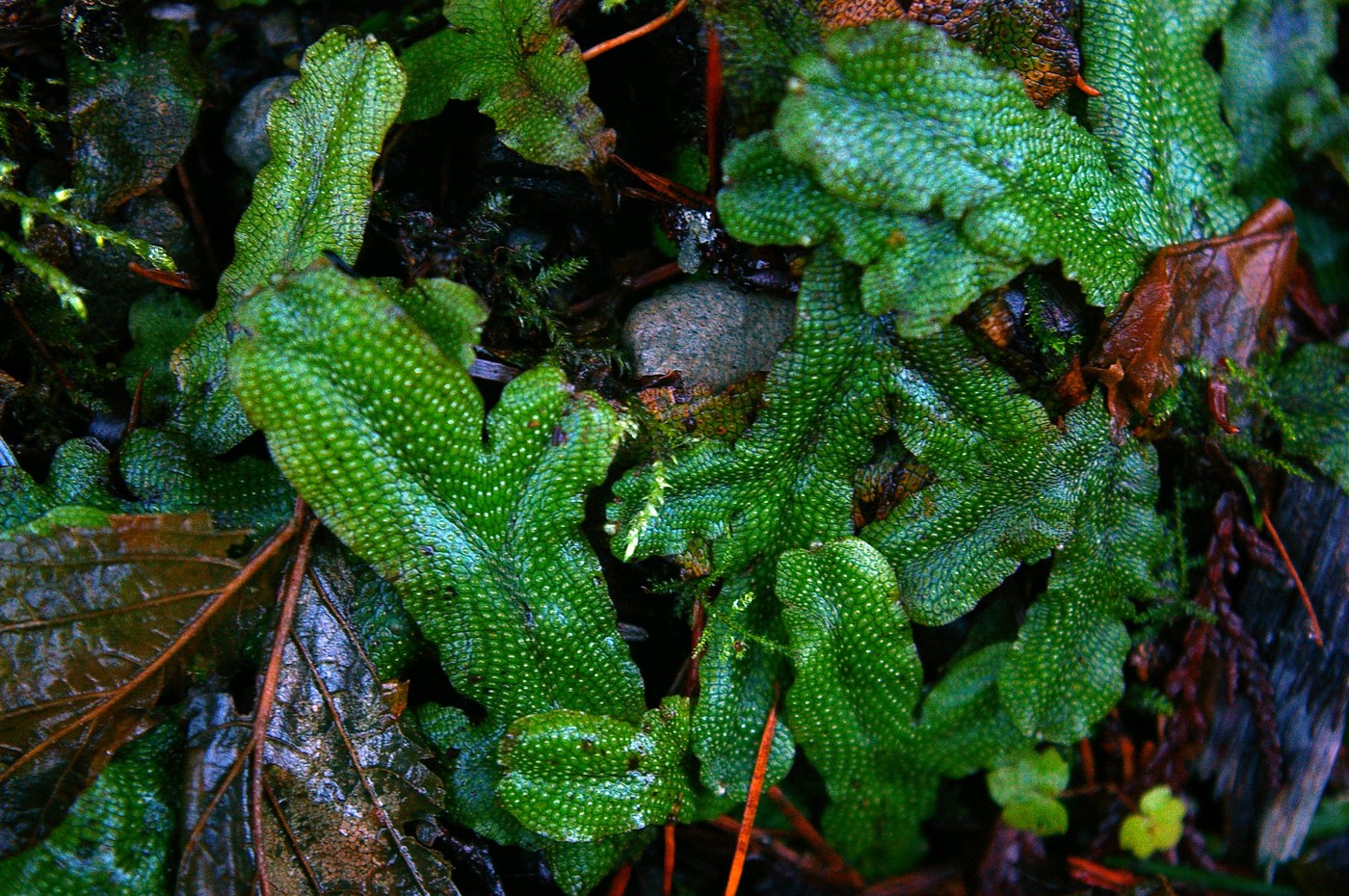 A liverwort (can't remember the name of it)